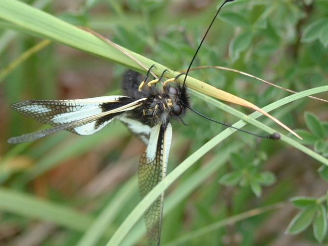 Libelloides lacteus e Libelloides coccajus